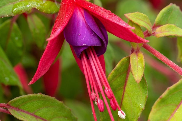 Fuchsia magellanica 'Aurea' bloem
