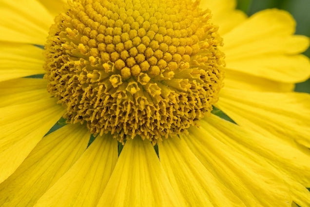 Helenium 'Kugelsonne' bloem