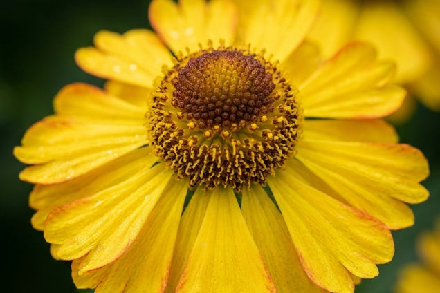 Helenium 'Septembergold' bloem