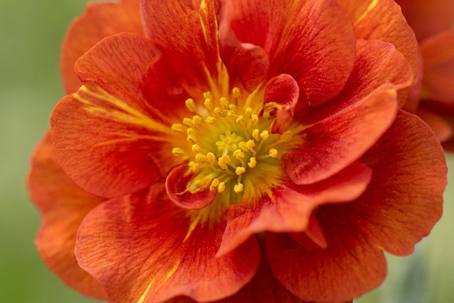 Helianthemum 'Amabile Plenum' bloem