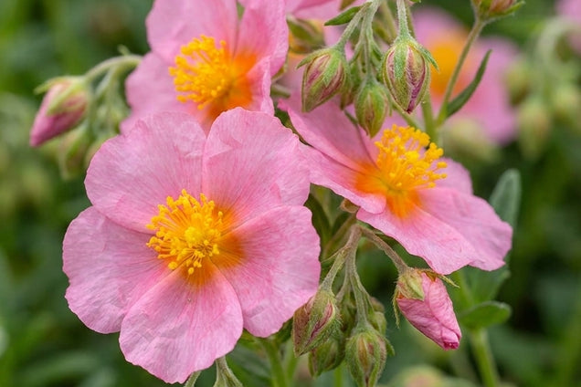 Helianthemum 'Lawrenson's Pink' bloem