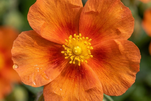 Helianthemum 'Orange Double' bloem