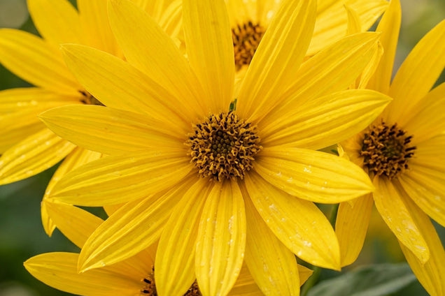 Helianthus atrorubens 'Monarch' bloem