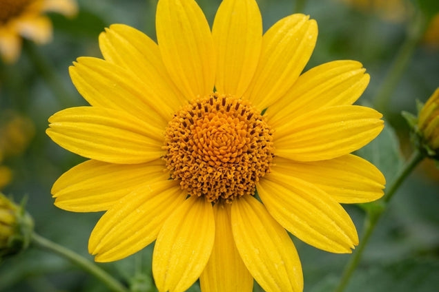 Helianthus decapetalus 'Meteor' bloem