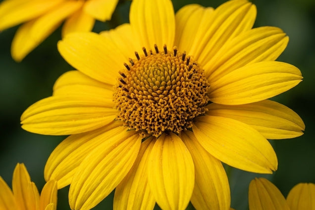 Helianthus decapetalus 'Plenus' bloem