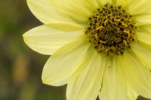 Helianthus giganteus 'Shelia's Sunshine' bloem