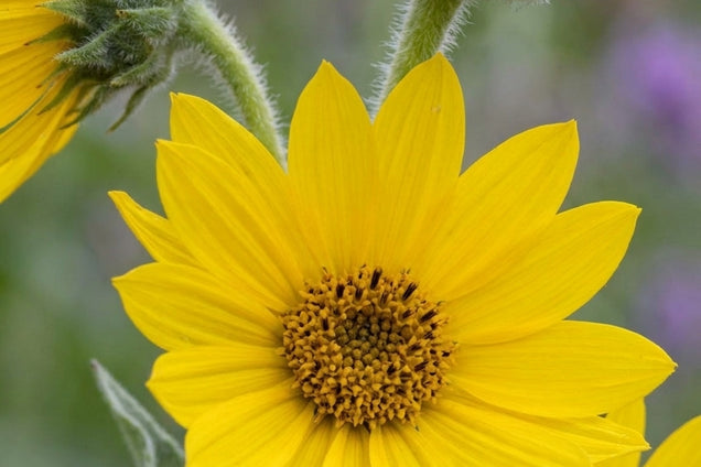 Helianthus mollis bloem