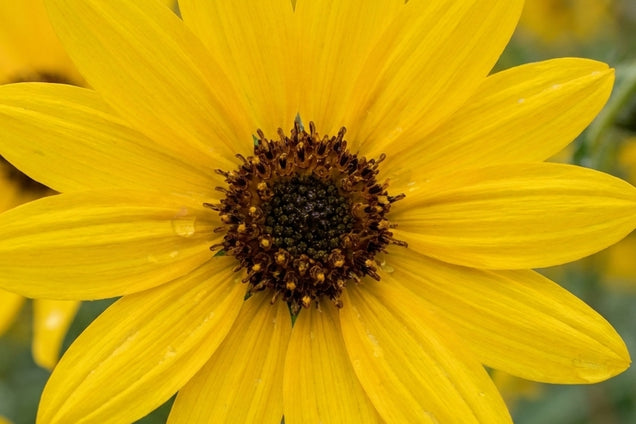 Helianthus salicifolius 'Table Mountain' bloem