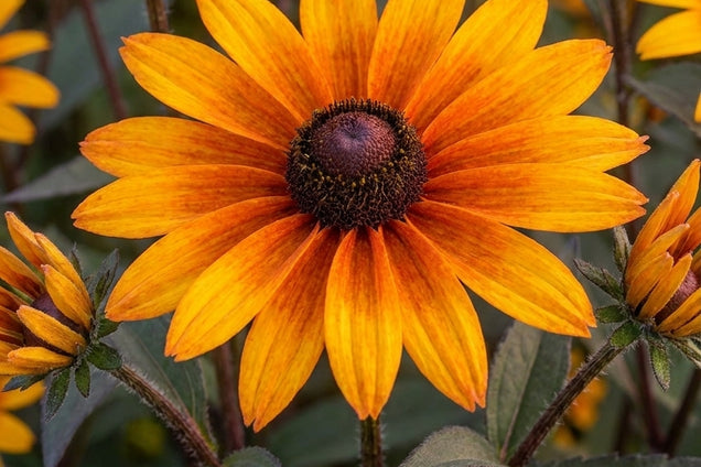 Heliopsis helianthoides 'Burning Hearts' bloem