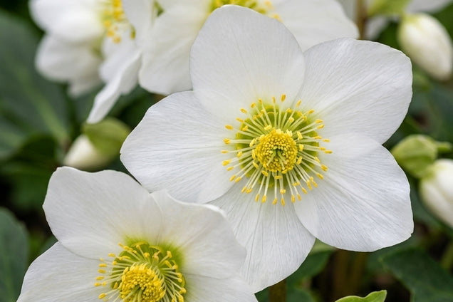 Helleborus niger 'Praecox' bloem
