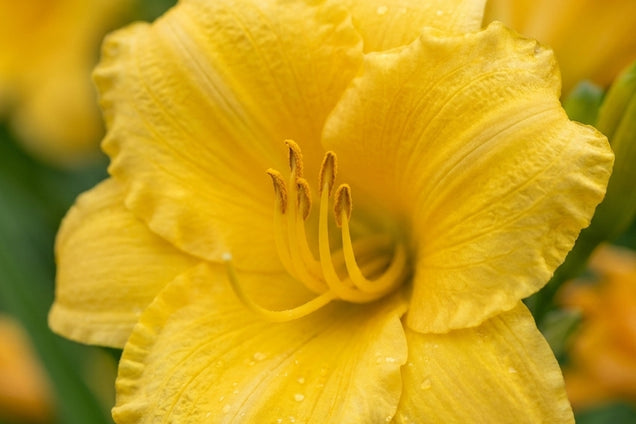 Hemerocallis 'Bakabana' bloem