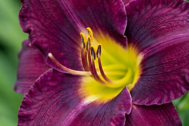 Hemerocallis 'Bela Lugosi' bloem