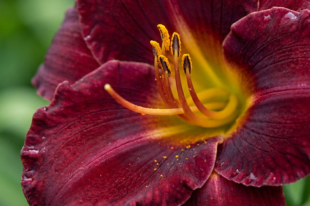 Hemerocallis 'Burgundy Love' bloem