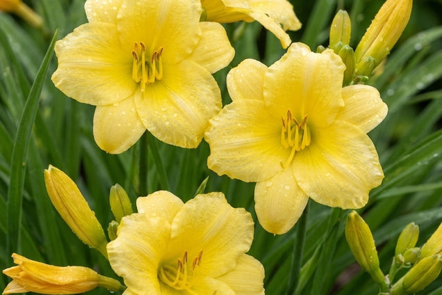 Hemerocallis 'Fragrant Reflection' bloem