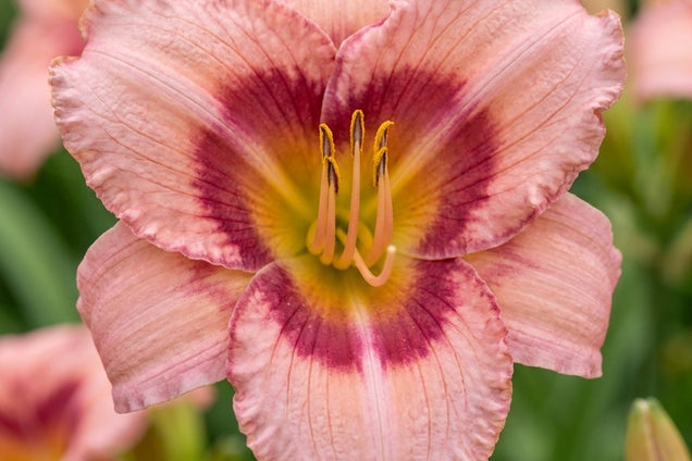 Hemerocallis 'Longfields Glory' bloem