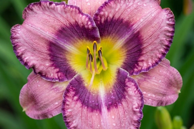 Hemerocallis 'Mildred Mitchell' bloem