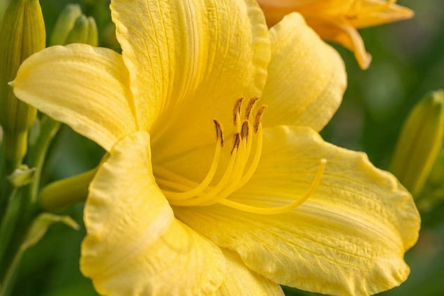 Hemerocallis thunbergii bloem