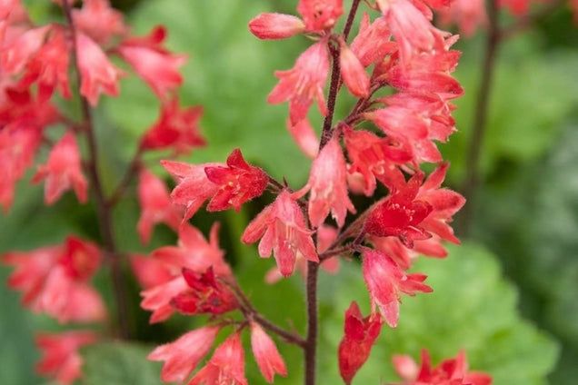 Heuchera 'Lipstick' bloem