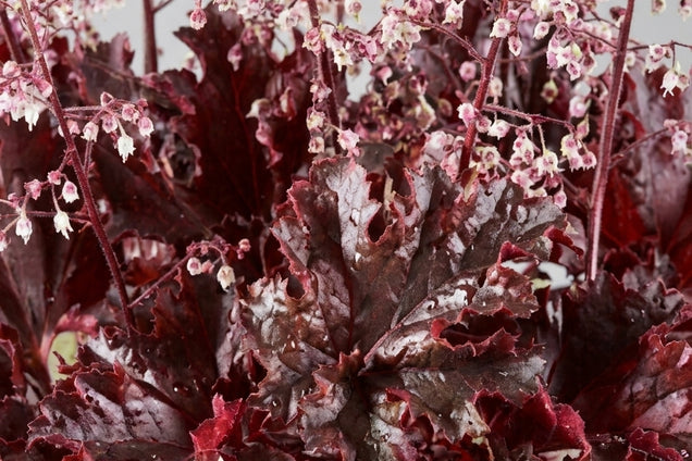 Heuchera 'Melting Fire' bloem