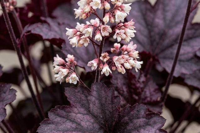 Heuchera micrantha 'Palace Purple' bloem