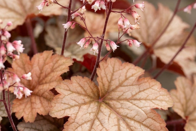 Heuchera 'Pinot Gris' bloem