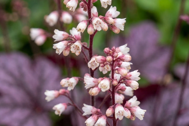 Heuchera 'Plum Pudding' bloem