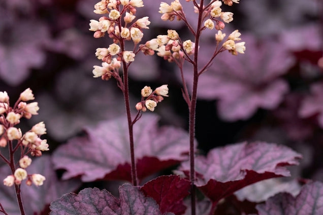 Heuchera 'Shanghai' bloem