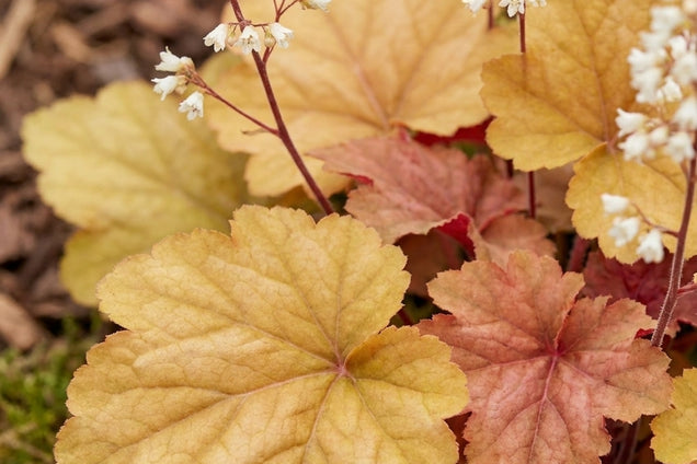 Heuchera 'Southern Comfort' bloem