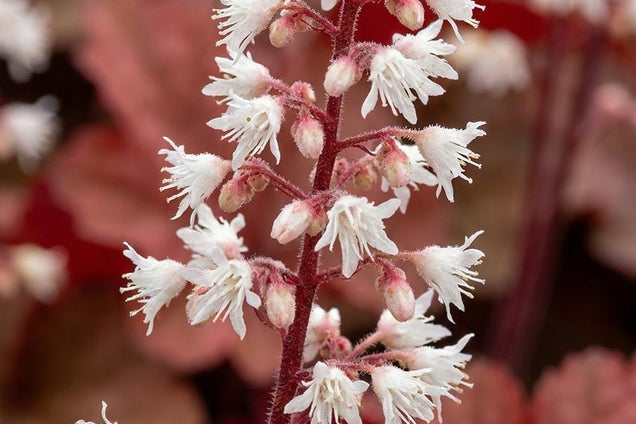 Heucherella 'Redstone Falls' bloem