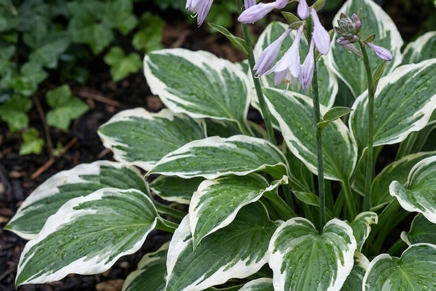 Hosta 'Antioch' bloem