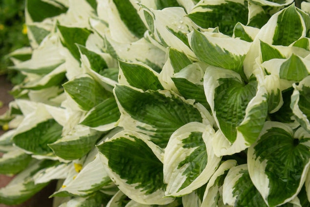 Hosta 'Brim Cup' blad