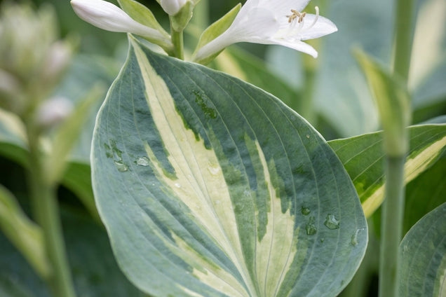 Hosta 'Dream Queen' bloem