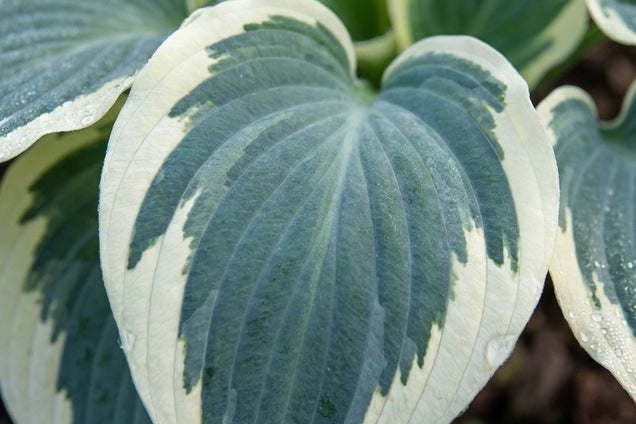 Hosta 'Firn Line' bloem