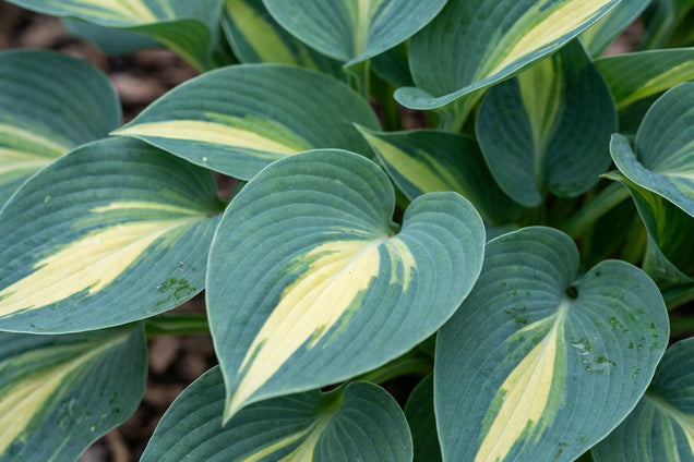 Hosta 'Grand Marquee' bloem
