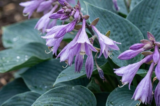 Hosta 'Halcyon' bloem