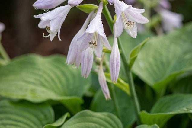 Hosta 'Honeybells' bloem