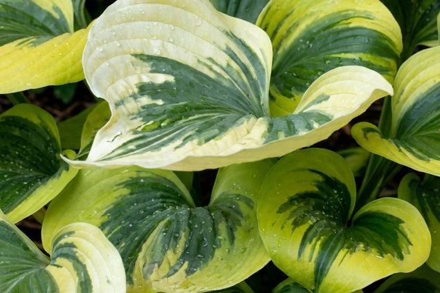 Hosta 'Liberty' bloem