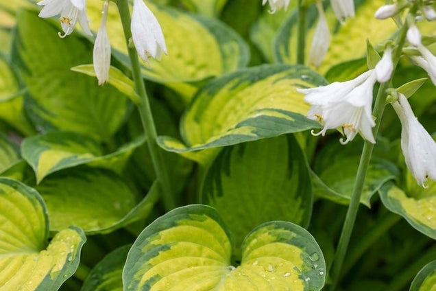Hosta 'Rainforest Sunrise' bloem