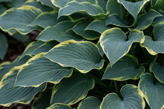 Hosta 'Regal Splendor' blad