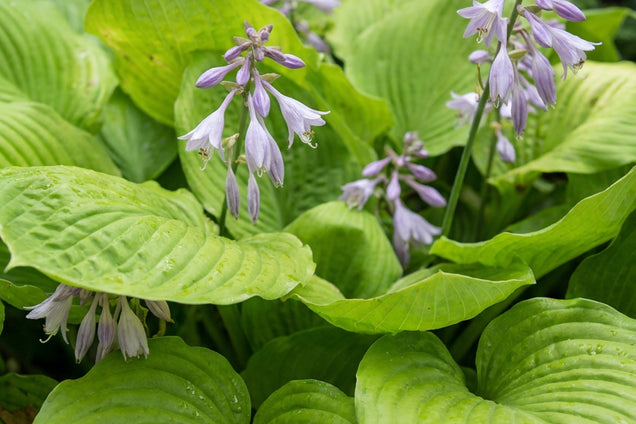 Hosta elata blad