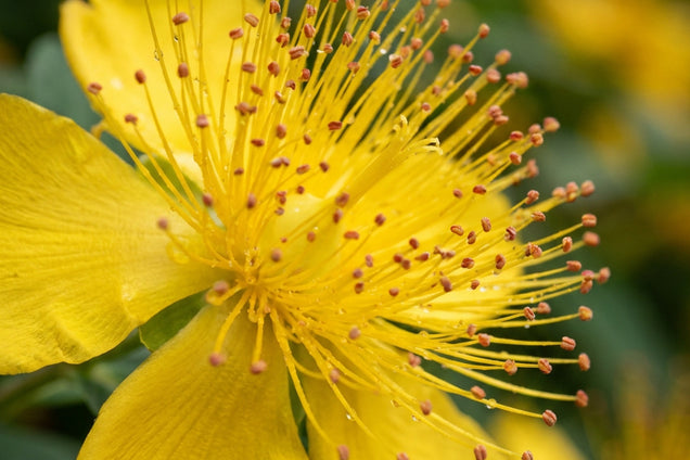 Hypericum calycinum 'Rose von Sharon' bloem