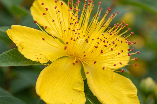 Hypericum calycinum bloem