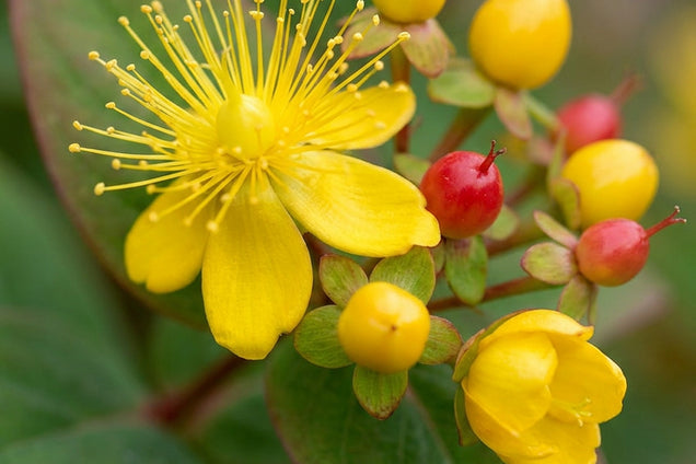 Hypericum inodorum 'Rheingold' bloem