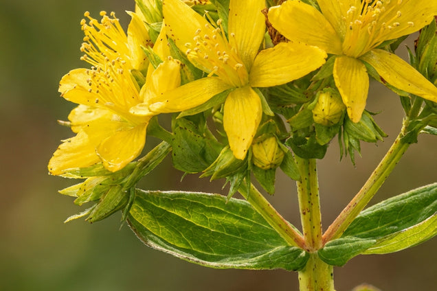 Hypericum tetrapterum bloem