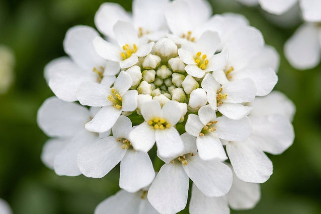 Iberis sempervirens 'Findel' bloem