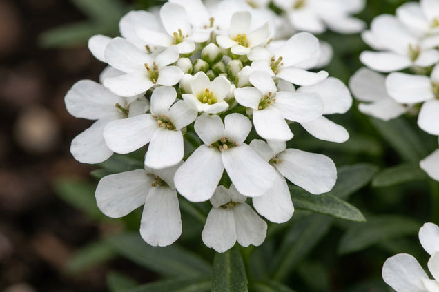 Iberis sempervirens bloem