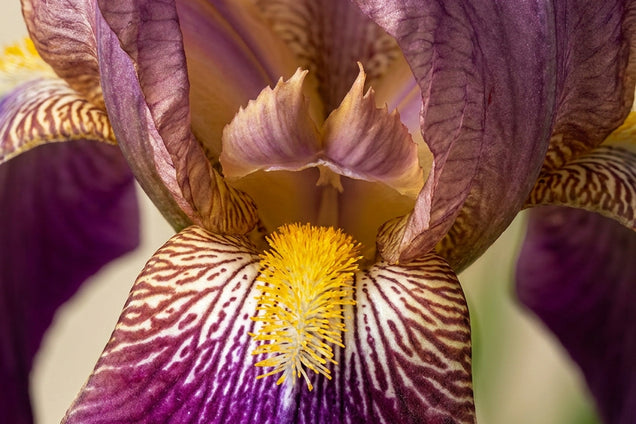 Iris (G) 'Lent A. Williamson' bloem