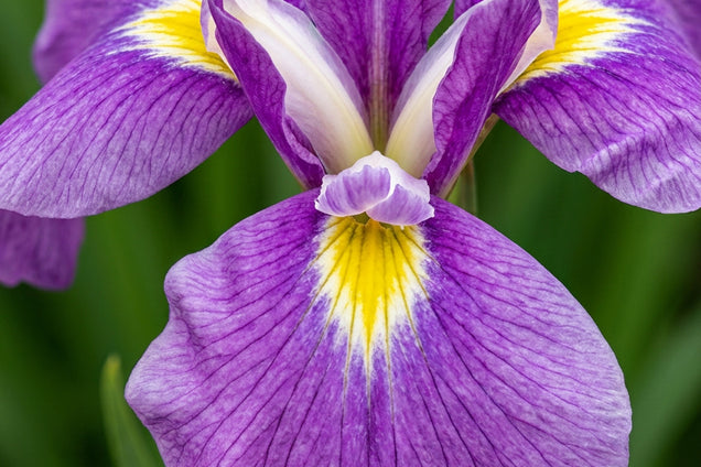 Iris ensata 'Amethyst' bloem