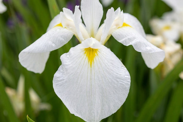 Iris ensata 'Diamant' bloem