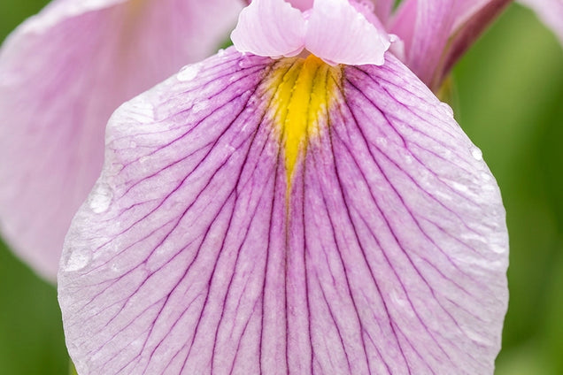 Iris ensata 'Topas' bloem